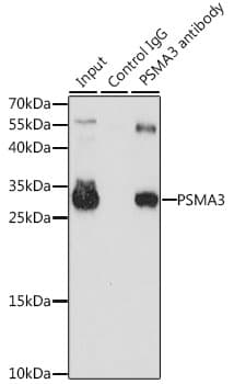 IHC-plus™ PSMA3 Antibody