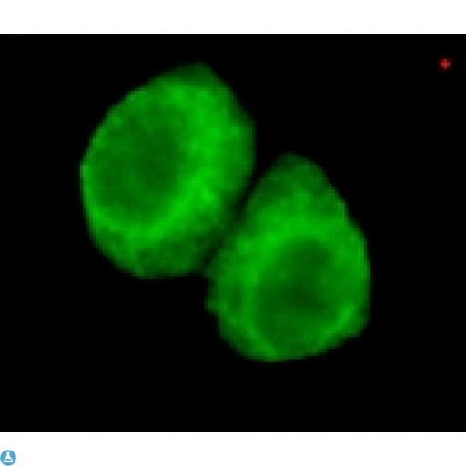 Monoclonal Mouse anti-Human JMJD6 / PSR Antibody (IF, WB)