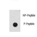 CDK2 Antibody (phospho-Thr14)