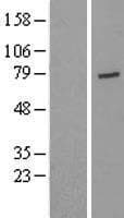 USP44 Protein (Over-Expression Lysate Myc-DDK (Flag))