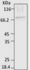 HEAT SHOCK COGNATE 71 KD PROTEIN Antibody