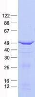 Human FOXI1 Protein (Recombinant His, N-Terminal)