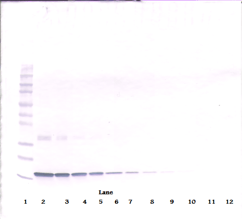 Monoclonal Mouse anti-Human TNF Alpha Antibody (WB)