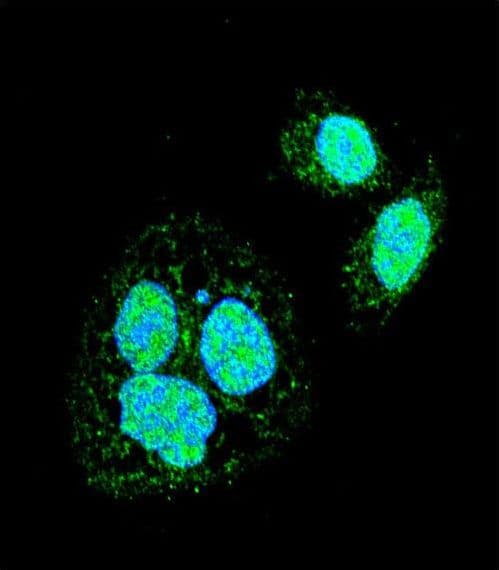 HSF1 Antibody (aa278-309)