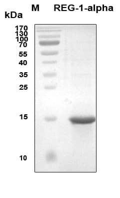 Human REG1A Protein (Recombinant 6His, N-terminus)