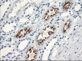 KATNB1 Antibody (clone OTI5C4, Carrier-free)