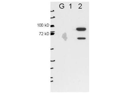 Monoclonal Mouse anti-Mouse ESRP2 / RBM35B Antibody (clone 22C5.H7.A6, WB)
