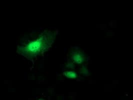 SH2D2A Antibody (clone OTI3C7)