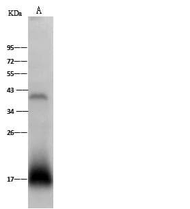 Polyclonal Rabbit anti-Human MANF / ARMET Antibody (Preservative Free, WB)