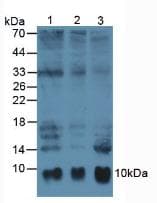 S100A6 / Calcyclin Antibody (aa1-90, Cy3)