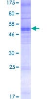Human OR13C8 Protein (Recombinant GST)