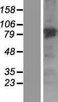 NGEF / EPHEXIN Protein (Over-Expression Lysate Myc-DDK (Flag))