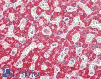IHC-plus™ G6PC / Glucose-6-Phosphatase Antibody