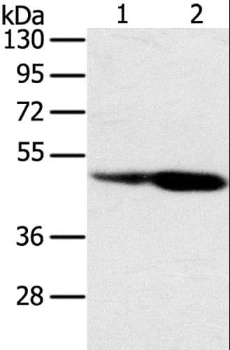 SNX8 Antibody