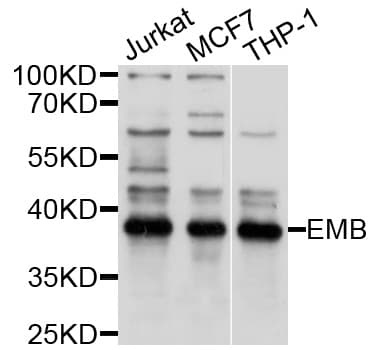 EMB/ Embigin Antibody