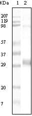 NPT II Antibody (clone 4B4D1)