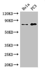 STRBP / SPNR Antibody