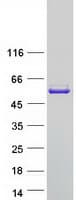 Human GSR / Glutathione Reductase Protein (Recombinant Myc-DDK (Flag))