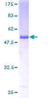 Human RBPMS / Hermes Protein (Recombinant GST)
