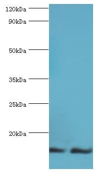 NEDD8 Antibody (aa1-81)