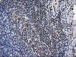MEF2C Antibody (clone OTI1H5, Carrier-free)