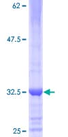 Human ZNF789 Protein (Recombinant GST)