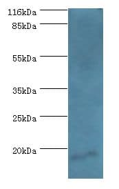 HN1 / ARM2 Antibody (aa2-154, Biotin)