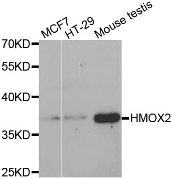 Polyclonal Rabbit anti-Human HMOX2 / Heme Oxygenase 2 Antibody (WB)