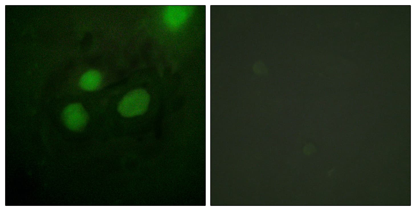 RPA2 / RFA2 / RPA34 Antibody (aa10-59)