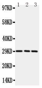 Polyclonal Rabbit anti-Rat TNFRSF4 / CD134 / OX40 Antibody (aa23-42, WB)