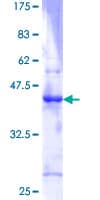 Human ID3 Protein (Recombinant GST)