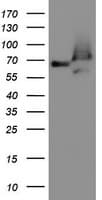 GCP60 / ACBD3 Antibody (clone OTI1B5)