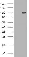 ATRIP Antibody (clone OTI1G6)