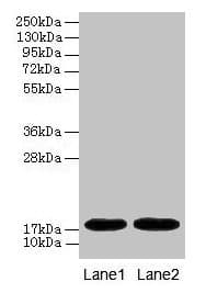 IHC-plus™ MB / Myoglobin Antibody (aa 2-154)