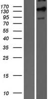 PER3 Protein (Over-Expression Lysate Myc-DDK (Flag))