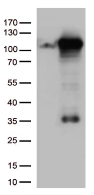 GTF3C4 Antibody (aa583-822, clone OTI4A1, Carrier-free)
