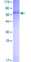 Human TSSK2 Protein (Recombinant GST)