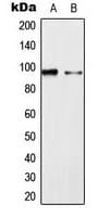 MAPK6 / ERK3 Antibody (Internal)