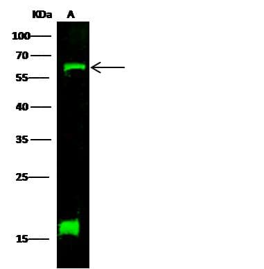 DLL1 Antibody (Preservative Free)