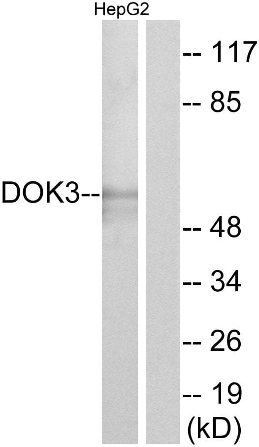 DOK3 Antibody