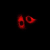 HSPA1L Antibody