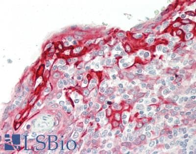 IHC-plus™ TMEM173 / STING Antibody (clone 4E12)