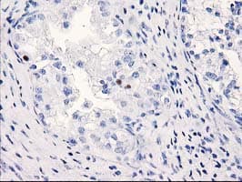 C1orf50 Antibody (clone OTI2C1)