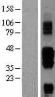 BTLA / CD272 Protein (Over-Expression Lysate Myc-DDK (Flag))