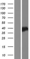 C8orf48 Protein (Over-Expression Lysate Myc-DDK (Flag))