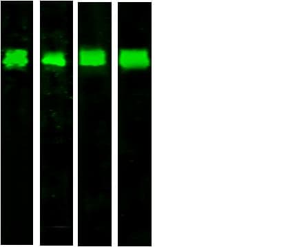Polyclonal Rabbit anti-Human PDI / P4HB Antibody (Preservative Free, WB)