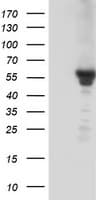 KCNJ3 / GIRK1 Antibody (clone OTI3E11)