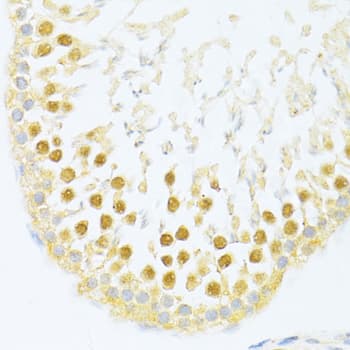 NR1I2 / PXR Antibody