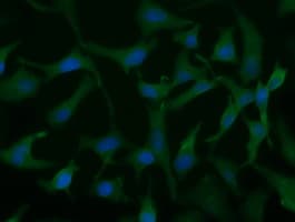 Monoclonal Mouse anti-Human UCK1 Antibody (clone OTI1A12, IF, WB)