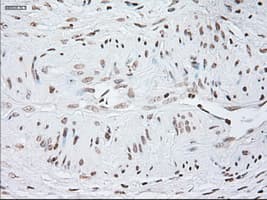 GFAP Antibody (clone OTI4D11)